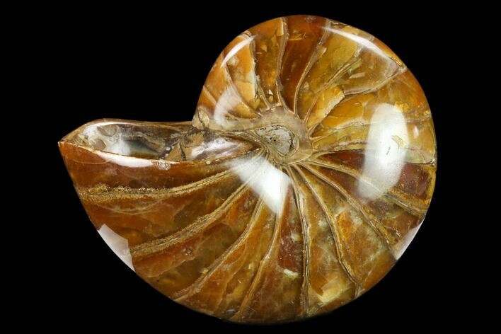 Polished Fossil Nautiloid (Cymatoceras) - Madagascar #133192